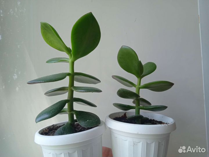 Крассула толстянка