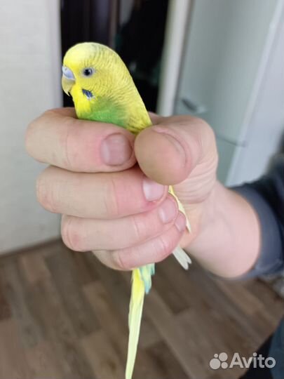 Волнистый попугай