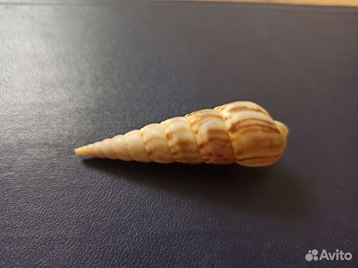 Морская раковина