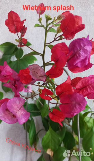 Бугенвиллии