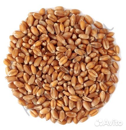 Зерно (пшеница)