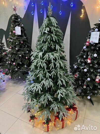 Ель норвежская