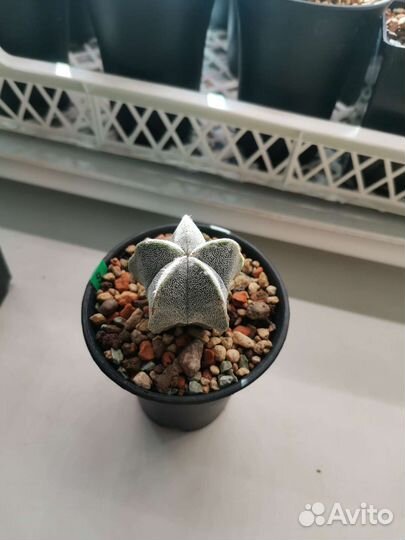 Кактусы и суккуленты