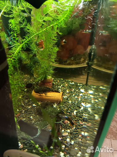 Сомики анциструсы