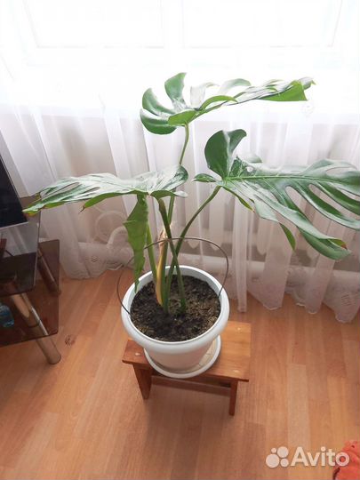 Монстра лакомая 100%оригинал