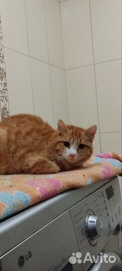 Рыжик в дар