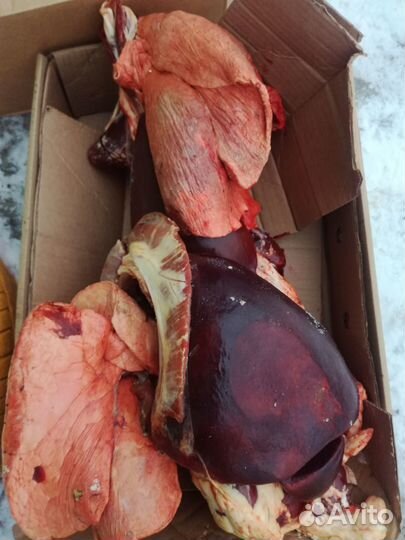 Ливер телята