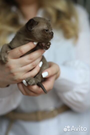 Бурманские клубные котята