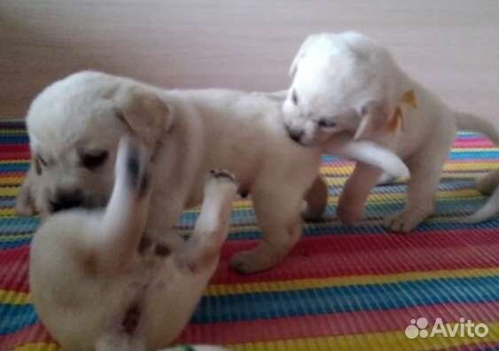 Щенки лабрадора