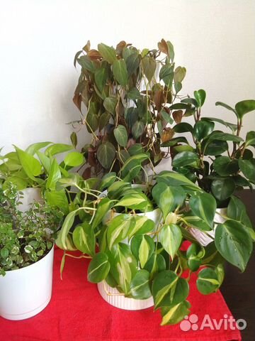 Растения разные, густые, пушистые купить во Владимире | Товары для дома ...