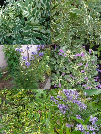 Садовые растения