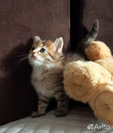 Шотландская девочка