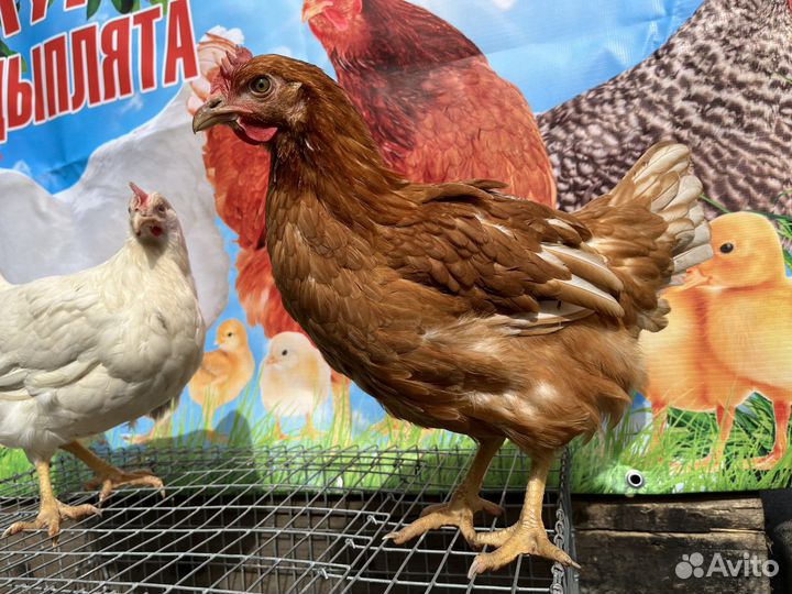 Куры молодки несушки