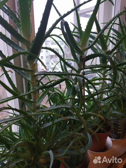 Алоэ столетник лечебные 3-5 лет