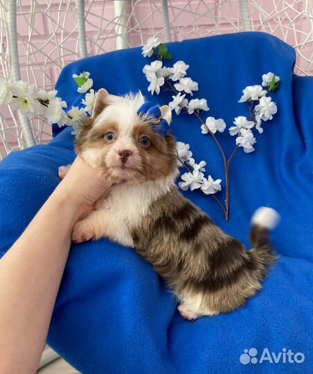 Мерле йорк девочка 2 голубых глаза шокоберри