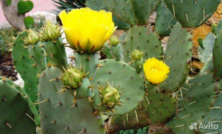 Опунция Индийская