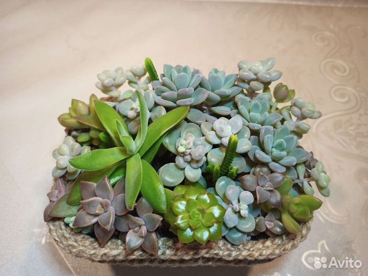 Композиция из суккулентов