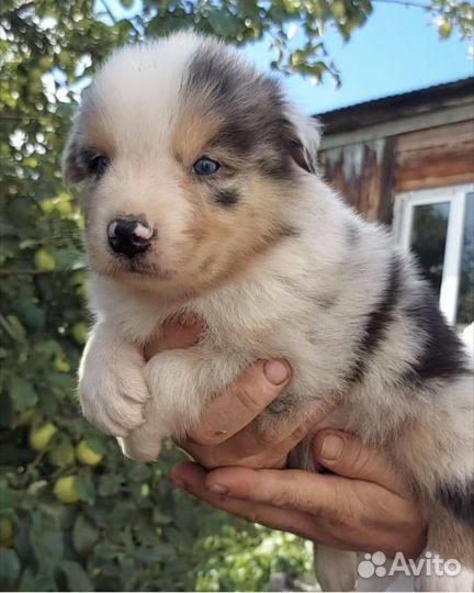 Щенки Австралийской овчарки