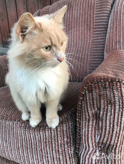 Отдам котика