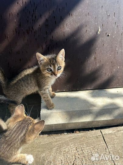 Котята в добрые руки бесплатно