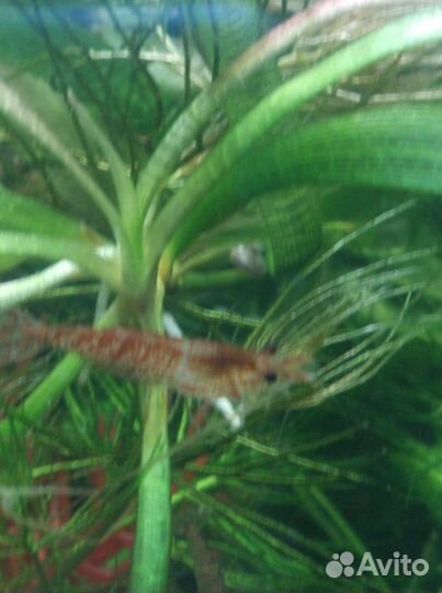 Продам креветок