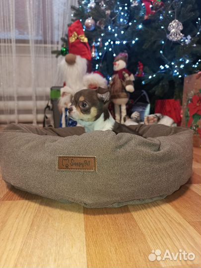 Чихуахуа мини