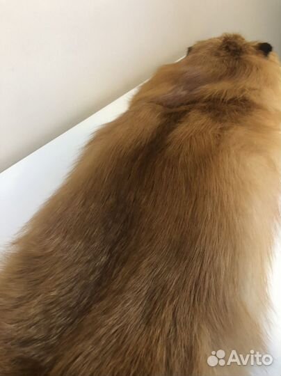 Шкура рыжей лисы Огневки