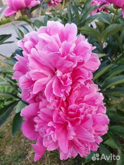 Пионы другое