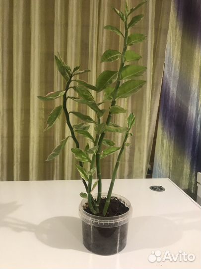 Педилантус