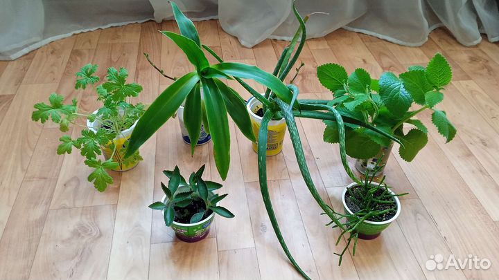 Гибискус махровый, мята, алоэ, золотой ус и др