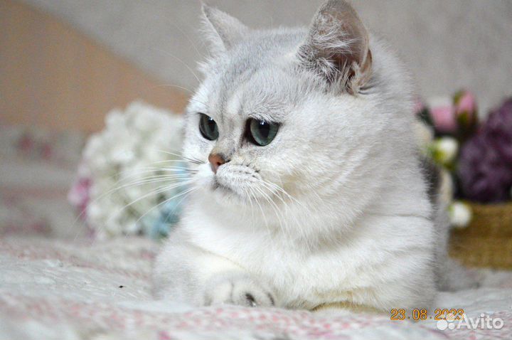 Британские леди