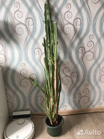 Молочай трехгранный 130см