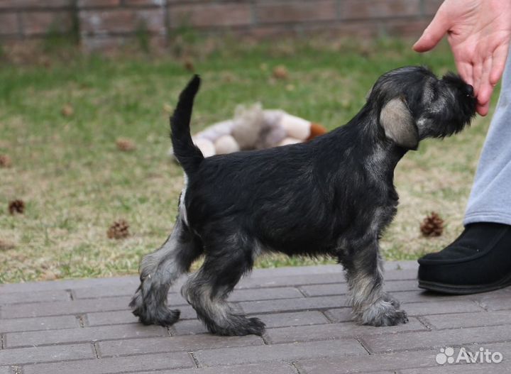 Высокопородные щенки цвергшнауцера