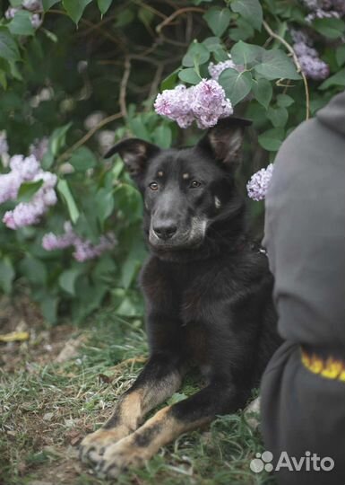 Черри ищет дом, собака в добрые руки
