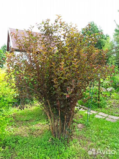 Пузыреплодник diablo