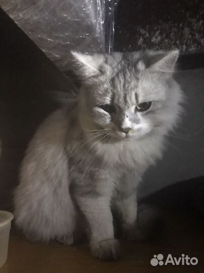 Кот породистый