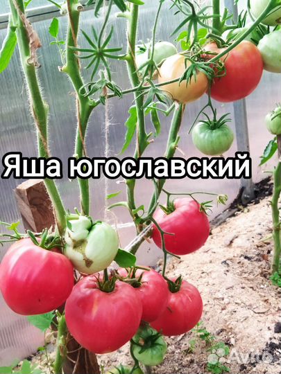 Семена томатов