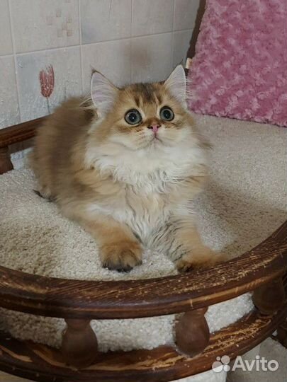 Золотая шиншилла