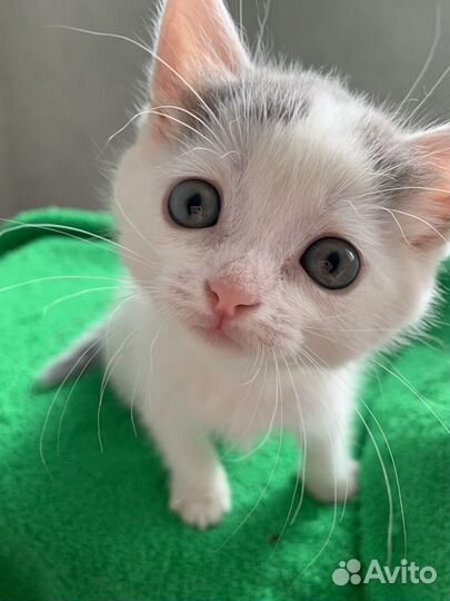 Трогательный котенок ищет дом