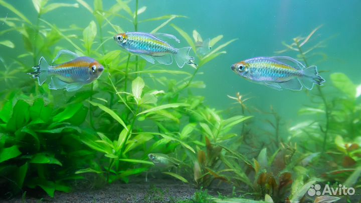 Гигрофила узорчатая