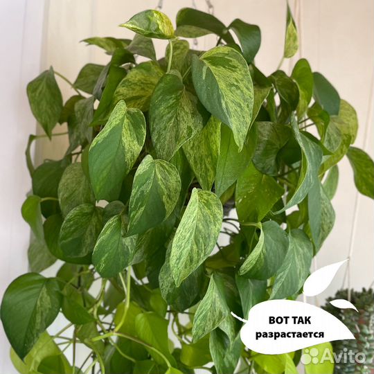 Сциндапсус Марбл Квин