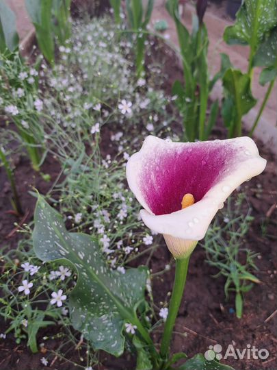 Клубни каллы