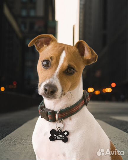 Адресник с гравировкой для собак