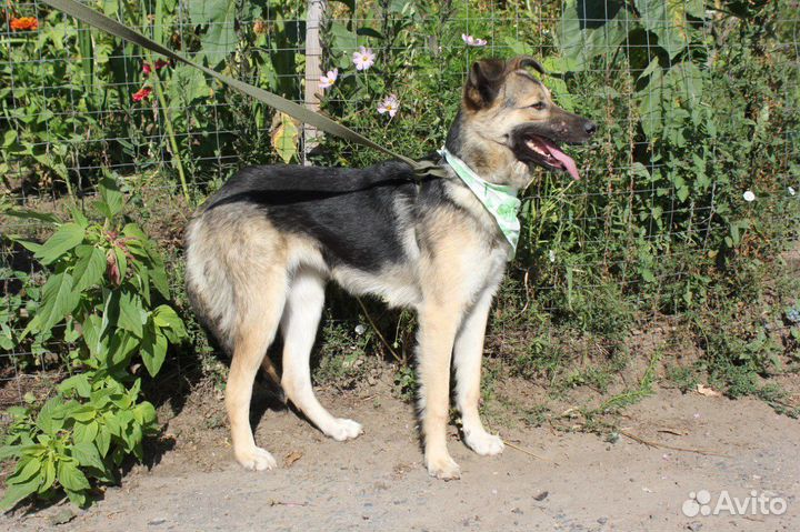 Собака из приюта в добрые руки