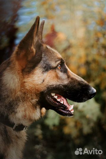 Немецкая овчарка в добрые руки