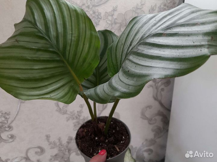 Калатея нетворк. Орбифолия. Инзигма. Кеннеди