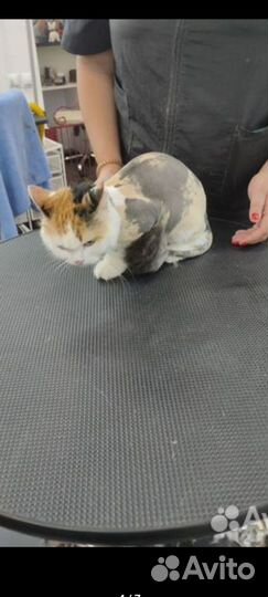 Стрижка собак и кошек
