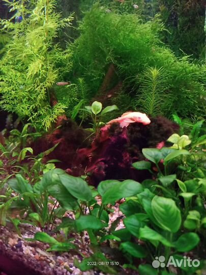 Сом чистильщик Анцитрус