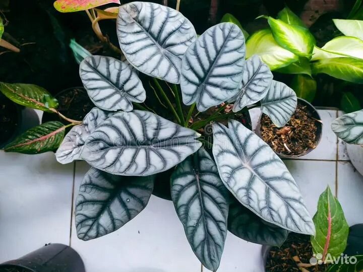 Алоказия Серебряный дракон / silver dragon