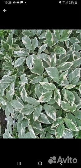 Сныть пестролистная